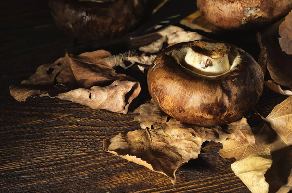 Verse bos paddestoelen liggen in de gevallen bladeren — Stockfoto