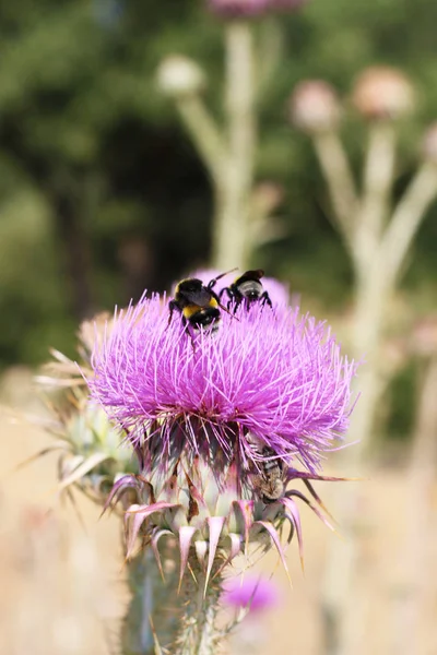 Flor Cardo Con Animales Abeja — Foto de Stock