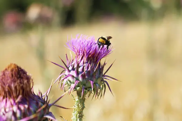 Flor Cardo Con Animales Abeja — Foto de Stock