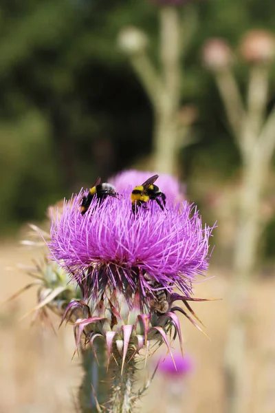 Chardon Fleur Avec Des Abeilles Photo De Stock