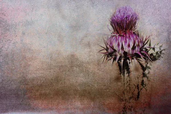 Γαϊδουράγκαθο Λουλούδι Grunge Βάθους Royalty Free Εικόνες Αρχείου