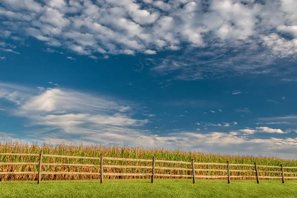 Культура кукурузы позднего лета под пышными белыми облаками — стоковое фото