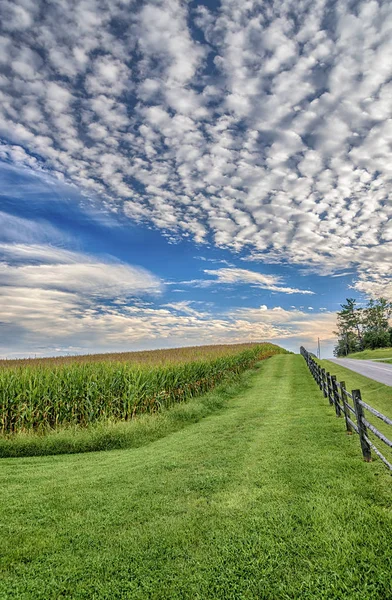 Sensommaren majs fältet med trevlig mulen himmel — Stockfoto