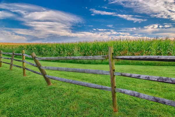 Зрелое кукурузное поле с деревянным забором и большим небом — стоковое фото