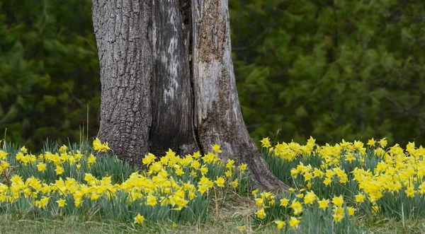 Daffodils primavera com espaço de cópia — Fotografia de Stock