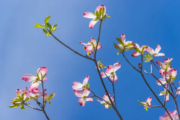 Новые розовые цветки догвуда достигают весеннего солнца на фоне голубого неба. — стоковое фото