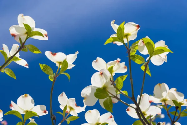 Mooie Dogwood blossoms op een schitterende lentemorgen tegen een blauwe hemel — Stockfoto