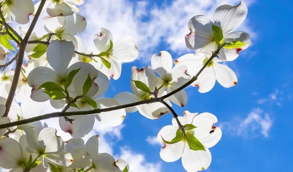 Прекрасные цветки собачьего дерева достигают прекрасной весны, частично облачного неба. — стоковое фото