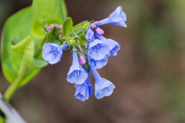 Virginia Bluebells Tennessee dumanlı dağları