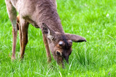 Dumanlı dağları'nda Young Buck