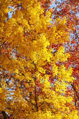 Tennessee Sonbahar Renkleri