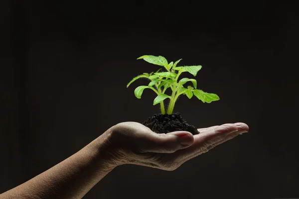 Håndholdt ung plante – stockfoto