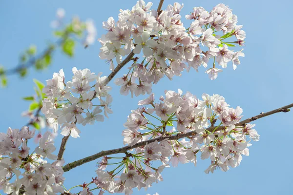 Horizontale Nahaufnahme Von Blühenden Blüten Einem Bradford Birnbaum — Stockfoto