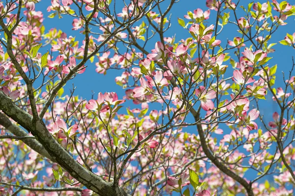 Gros Plan Horizontal Beaux Cornouillers Roses Fleurs Contre Ciel Bleu — Photo