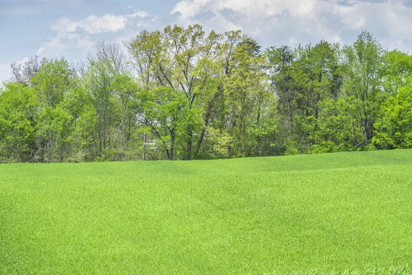 Horisontell Bild Våren Grönt Gräs Och Träd Med Kopieringsutrymme Blå — Stockfoto