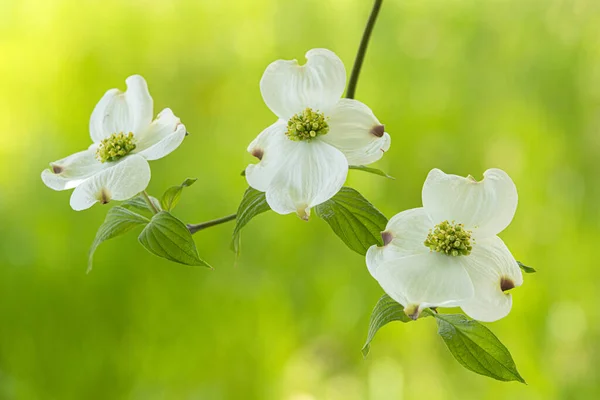 Horizontale Close Foto Van Drie Dogwood Bloeit Met Onscherpe Groene — Stockfoto