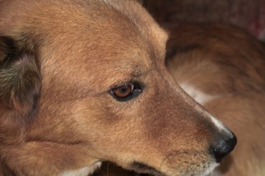 kızıl saçlı köpek tasarım için büyük görünüm ağızlık