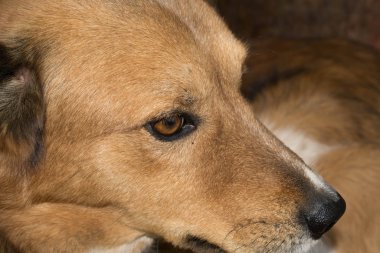 kızıl saçlı köpek tasarım için büyük görünüm ağızlık