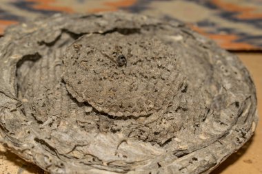 Arı kovanı arıları tasarım için böcek ev yapısı