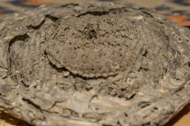 Arı kovanı arıları tasarım için böcek ev yapısı