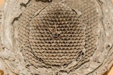 Arı kovanı arıları tasarım için böcek ev yapısı