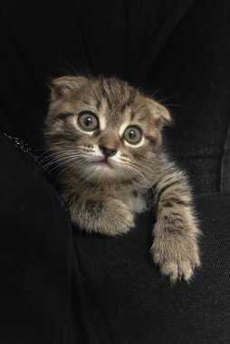 İskoç kedi yavrusu grisi tasarım için siyah arka planda komik küçük bir hayvan.