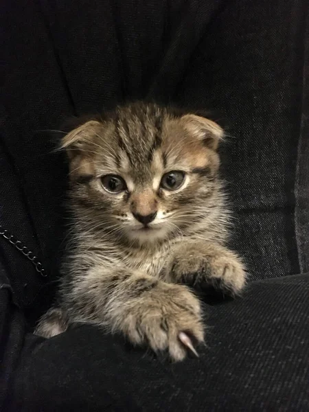 Escocês Dobra Gatinho Cor Cinza Engraçado Pequeno Animal Estimação Fundo — Fotografia de Stock