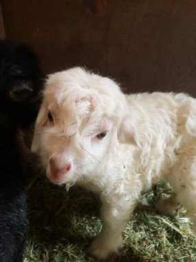 Keçi yenidoğan tarım sığırları tasarım için