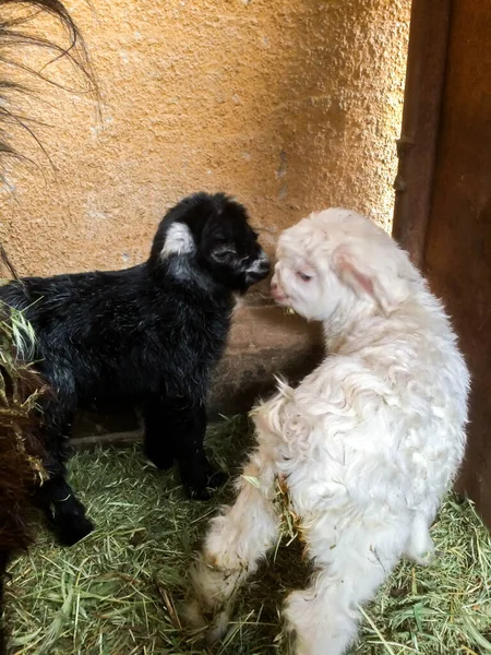 Cabra Recién Nacidos Agricultura Granja Ganado Para Diseño Imagen De Stock