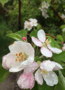 Elma ağacının çiçekleri yağmur damlalarıyla beyaz ve soluk pembedir; bahçe meyve ağaçları tasarım için ilkbaharın başlarında çiçek açmışlardır.