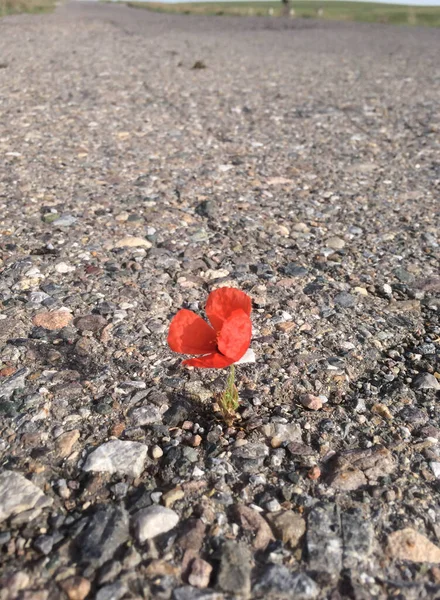 Poppy flower grew on asphalt road concept desire to live