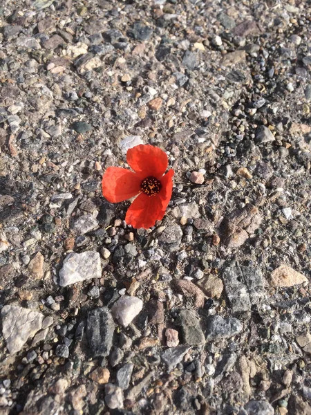 Poppy Flower Grew Asphalt Road Concept Desire Live — Stock Photo, Image