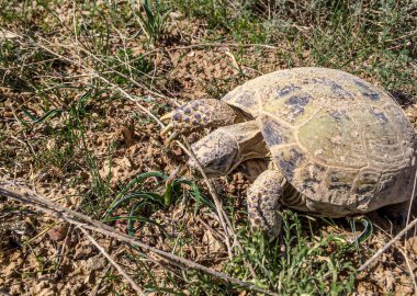 Bozkırdaki büyük kaplumbağalar tasarım için.