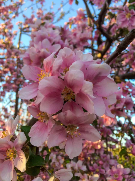 Różowe Kwiaty Jabłoni Projektowania — Zdjęcie stockowe
