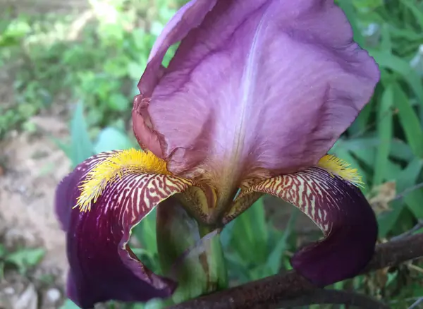 Iris Blume Hell Lila Großer Garten Frühling Für Die Gestaltung — Stockfoto