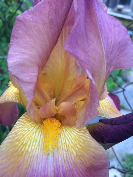 Iris Blume Hell Lila Großer Garten Frühling Für Die Gestaltung — Stockfoto