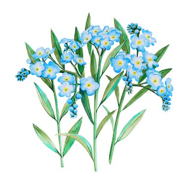 Suluboya el, Myosotis 'i unutmayan çiçek resimlerini çizdi. Bir sürü sığ mavi çiçekli üç dal.