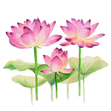Suluboya el nilüfer çiçeği çizimi. Yapraklı üç nilüfer çiçeği.