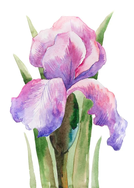 Acuarela hecha a mano iris flor lila sobre un fondo blanco —  Fotos de Stock