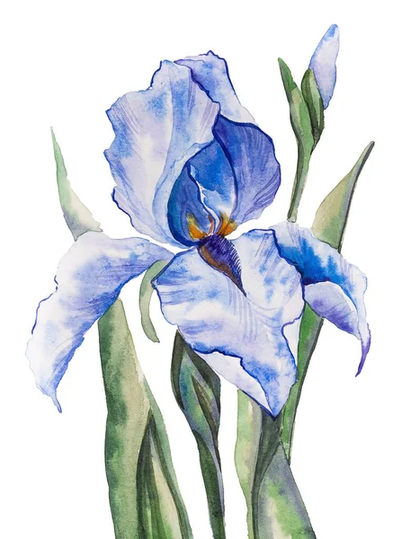 Iris virág közelkép egy fehér háttér, akvarell kézzel készített — Stock Fotó