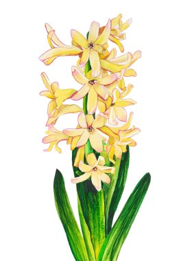 Yeşil yapraklı sarı sümbül, el yapımı suluboya.