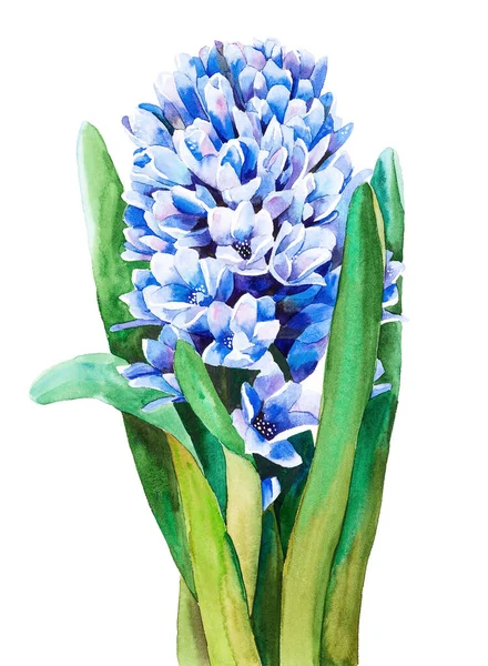 Blue blooming hyacinth, watercolor handmade — Stock Photo, Image