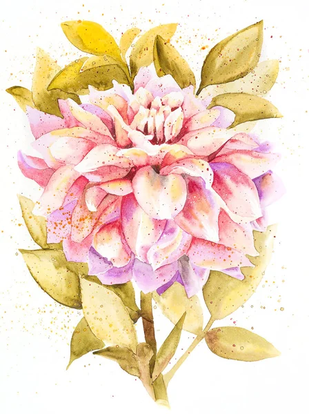 Цветущая цветочная акварель Далии — стоковое фото