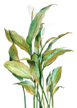 Spatthiphyllum bitkisi, beyaz arkaplanda izole edilmiş suluboya el işi, beyaz çiçekli bir buket yeşil yaprak, kartlar, davetiyeler, kitap tasarımı ve diğer tasarım görevleri için uygun
