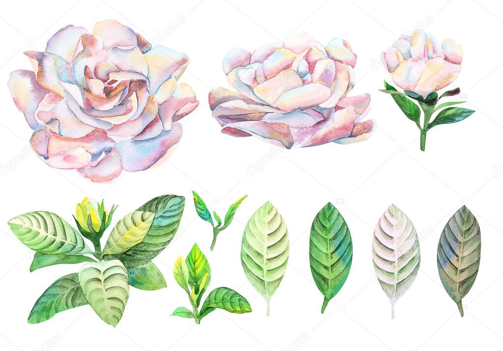 Gardenia flowers and leaves set watercolor handwork isolated on white background