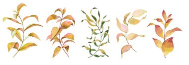 Beş yapraklı suluboya el yapımı, farklı yaprak şekillerine sahip sarı-yeşil dallar, kartlar, davetiyeler, çeşitli tasarım görevleri, beyaz arka planda izole edilmiş