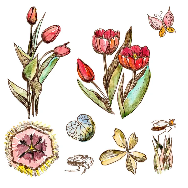 Conjunto de dibujos tulipanes, pluma y acuarela . —  Fotos de Stock
