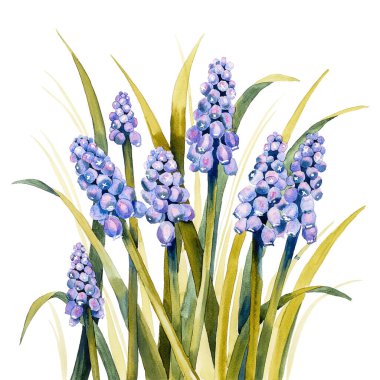 Muscari çiçekleri veya yapraklı fare sümbülü, suluboya