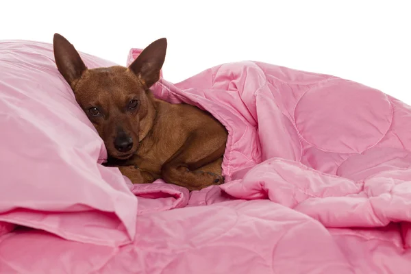 Hond in bed — Stockfoto