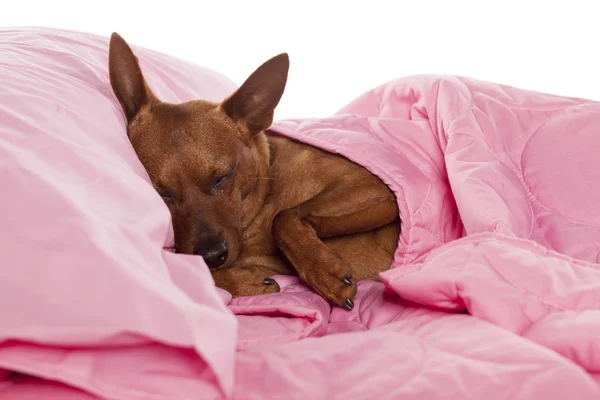 Pes spí v posteli — Stock fotografie